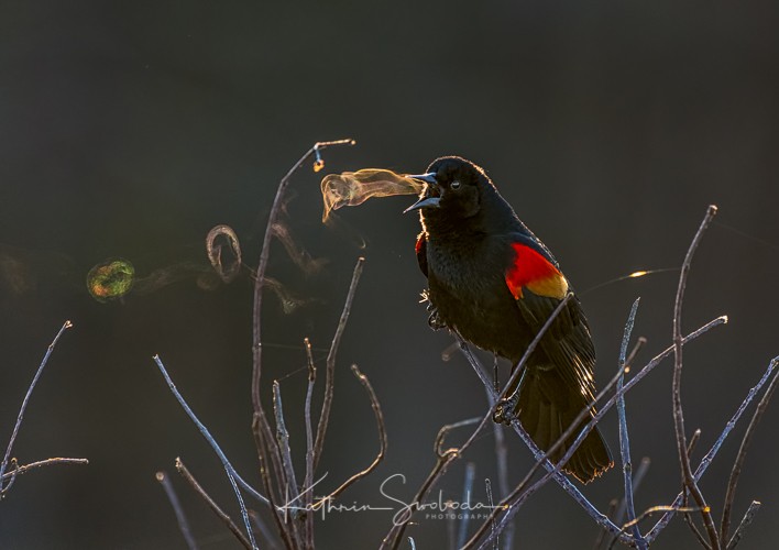 Audubon Grand Prize Winner 2019