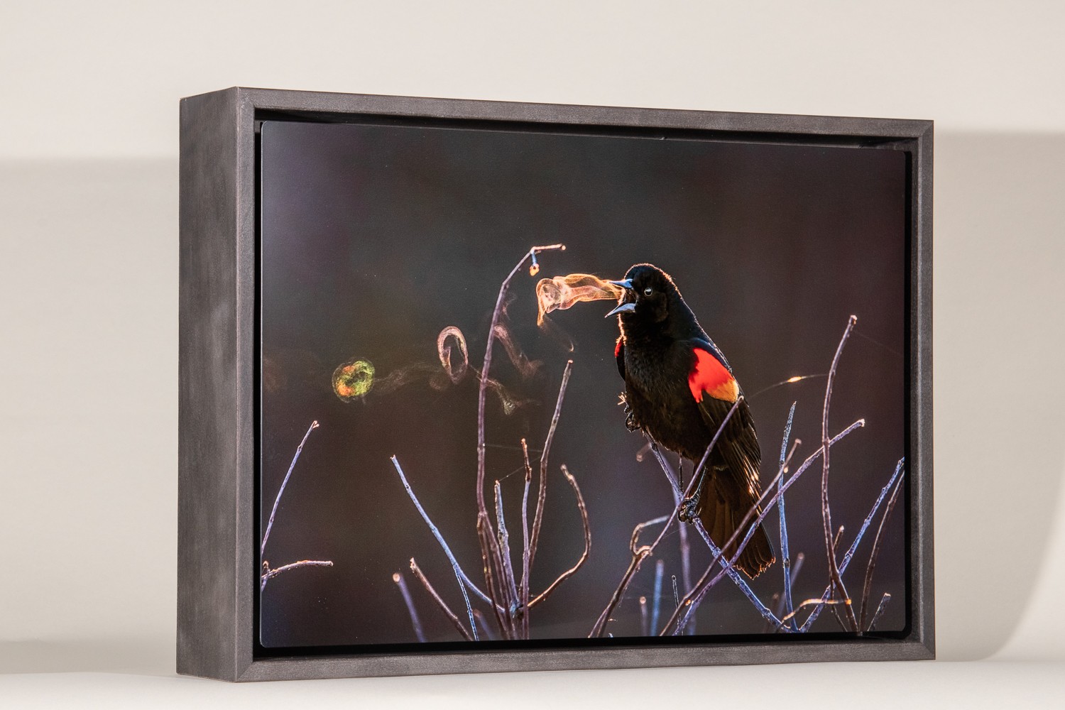 Red-winged Blackbird Framed Metal Print